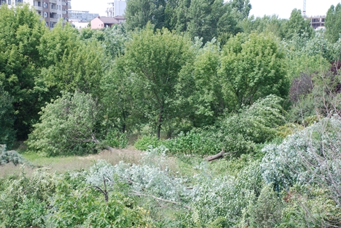 Defrisare Tineretului 31 iulie 2014 - 6